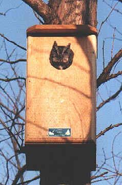 Screech Owl in Coveside House - Ed & Beth Leuck, Shreveport, LA